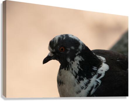 Brave Bird Canvas Print