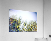A Pinery Winter Acrylic Print