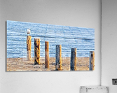 Sole Bird Acrylic Print
