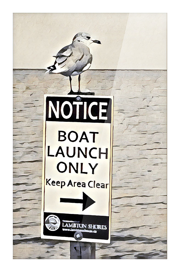 Boat Launch Gulls 2 Picture Frame print