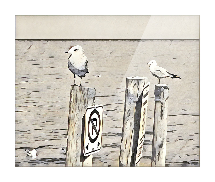 Boat Launch Gulls 1 Picture Frame print