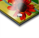 Sunflowers Acrylic print