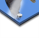 Bald Eagle Acrylic print