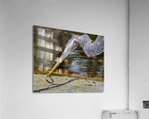 Eye Contact Acrylic Print