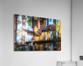 Thru The Woods Acrylic Print