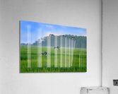 Greener Grass Acrylic Print