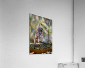 Owl Acrylic Print