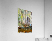 The Owl Acrylic Print