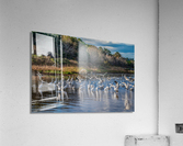 For The Birds Acrylic Print