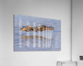 Coming In Hot Acrylic Print