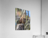 Owl Acrylic Print