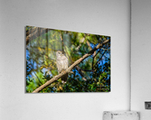 In The Shadows Acrylic Print