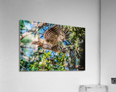 Free Fall Acrylic Print