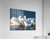 Feeding Time Acrylic Print
