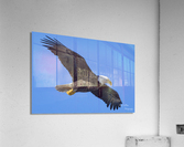 Bald Eagle Acrylic Print
