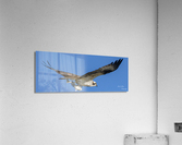 Osprey Acrylic Print