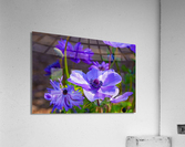 spring Acrylic Print