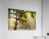 Sunlight Acrylic Print