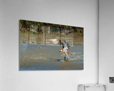 Lunch Time Acrylic Print