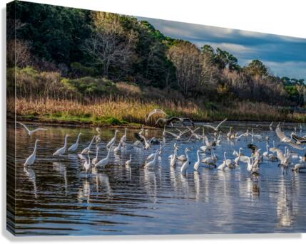 For The Birds Canvas Print