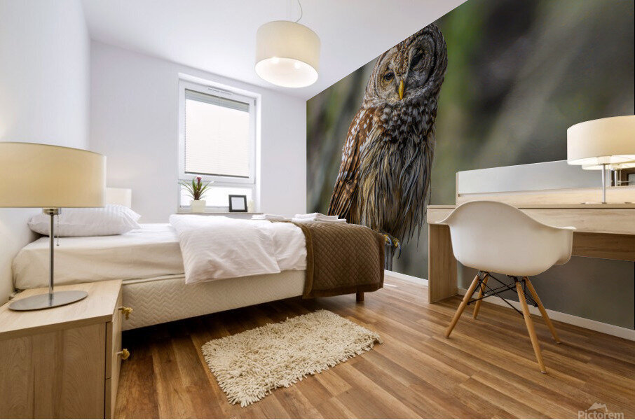 Owl Mural print