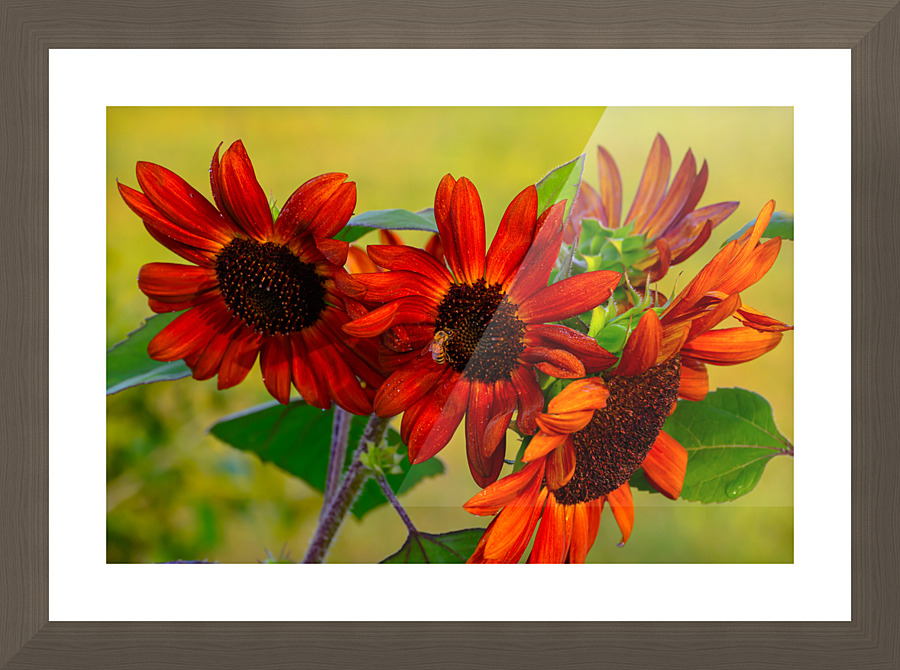 Sunflowers Picture Frame print