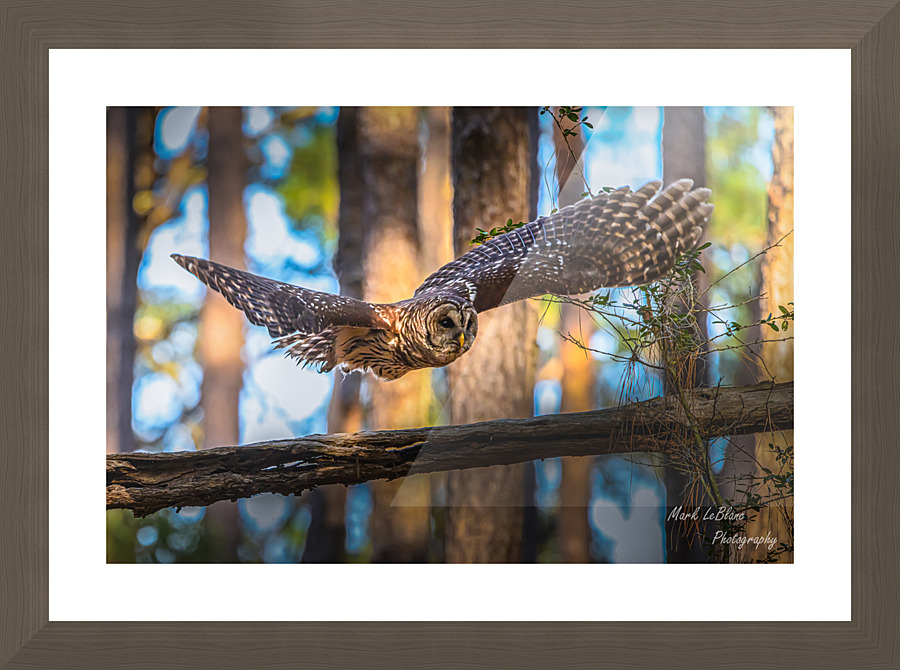 Thru The Woods Picture Frame print
