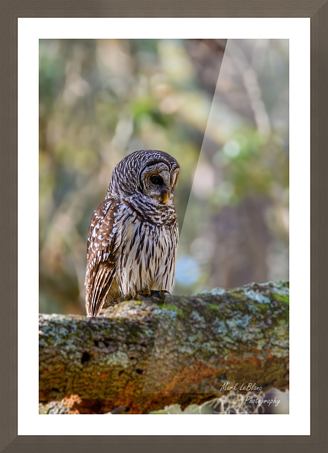 Owl Picture Frame print