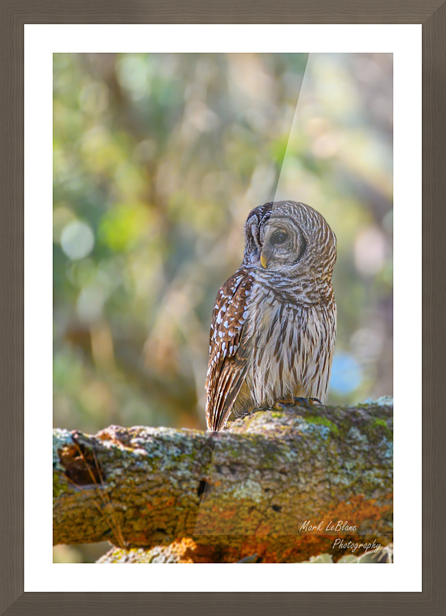 The Owl Picture Frame print