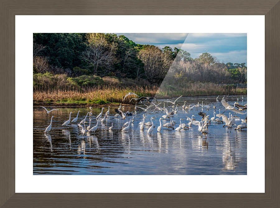 For The Birds Picture Frame print