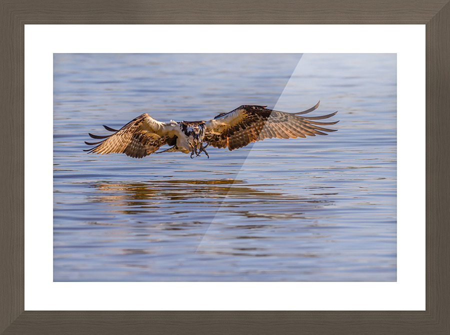 Coming In Hot Picture Frame print