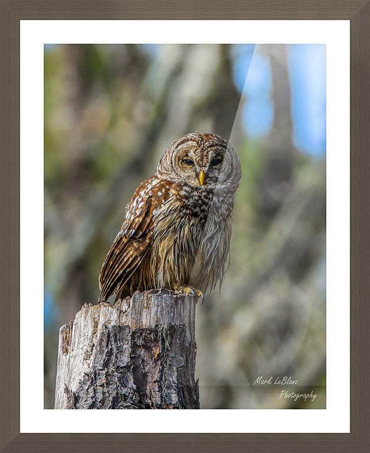 Owl Picture Frame print