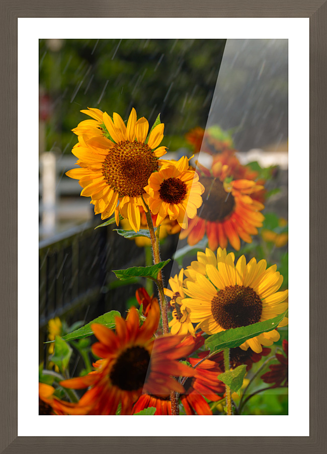 Rain Drops Picture Frame print