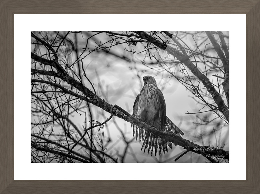 Black N White Picture Frame print