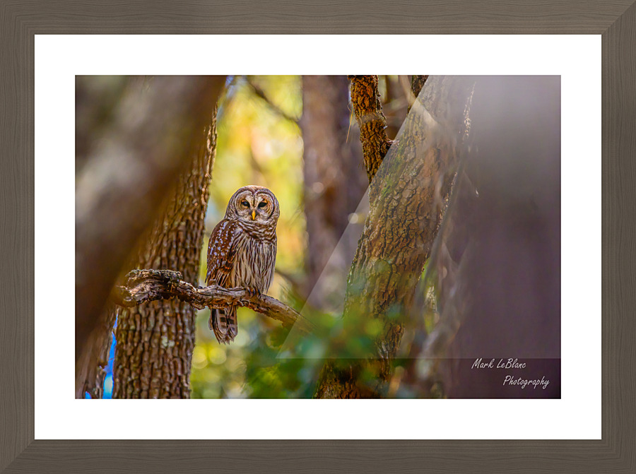 In The Light Picture Frame print