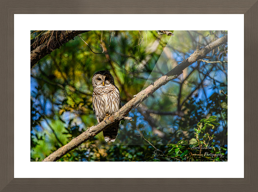 In The Shadows Picture Frame print