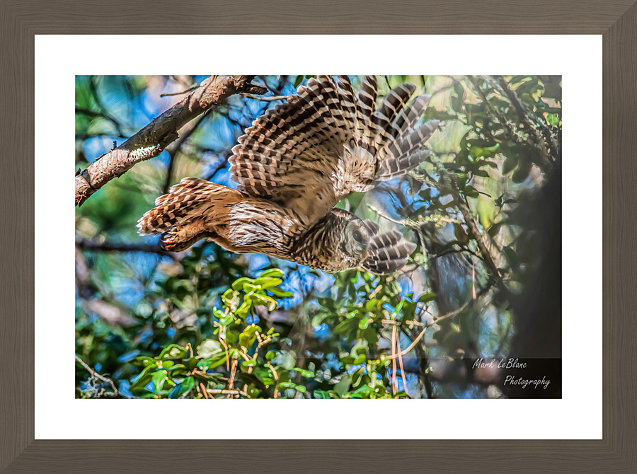 Free Fall Picture Frame print