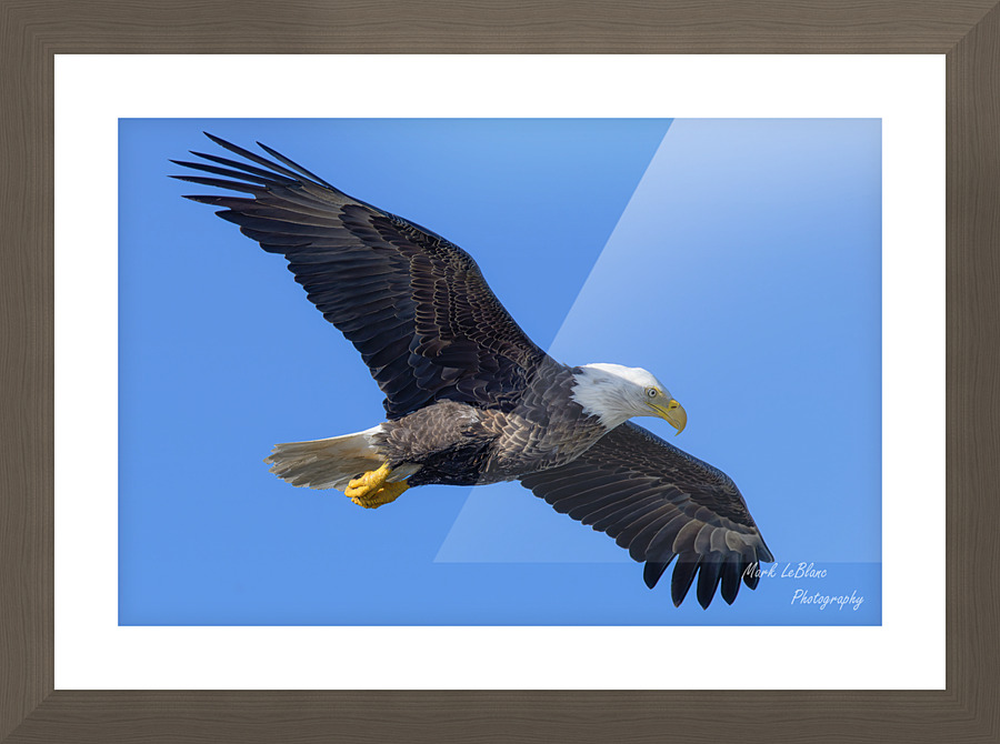 Bald Eagle Picture Frame print