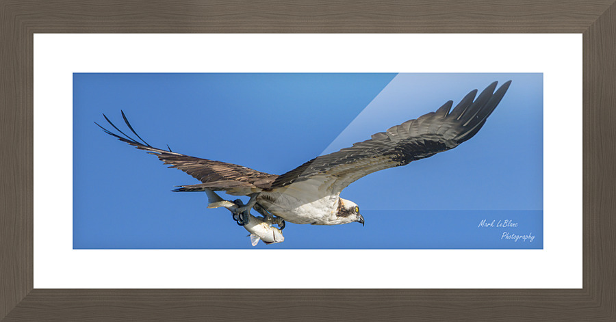 Osprey Picture Frame print