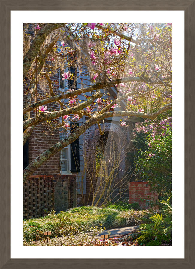 blossoms Picture Frame print
