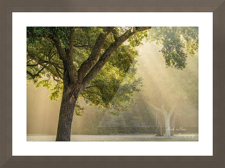 Sunlight Picture Frame print