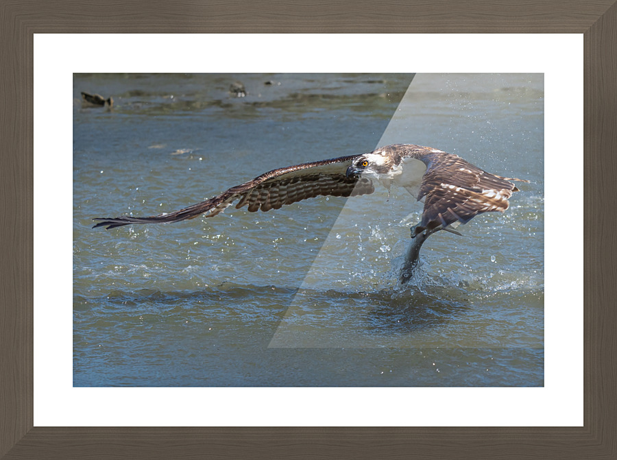 The Catch Picture Frame print