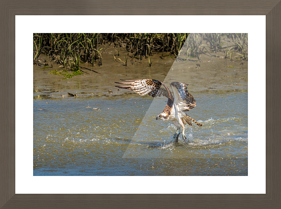 Lunch Time Picture Frame print