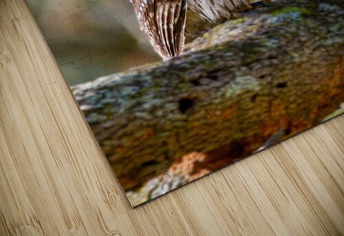 Owl MLeBlanc puzzle