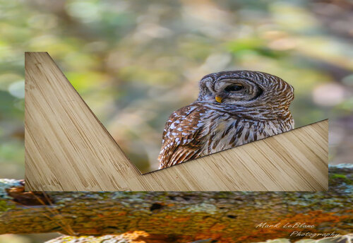The Owl MLeBlanc puzzle