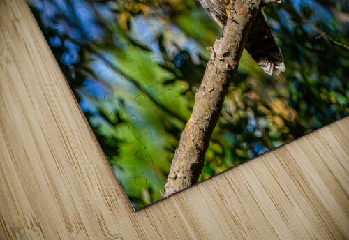 In The Shadows MLeBlanc puzzle