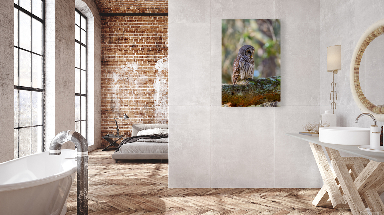 Owl Reproduction