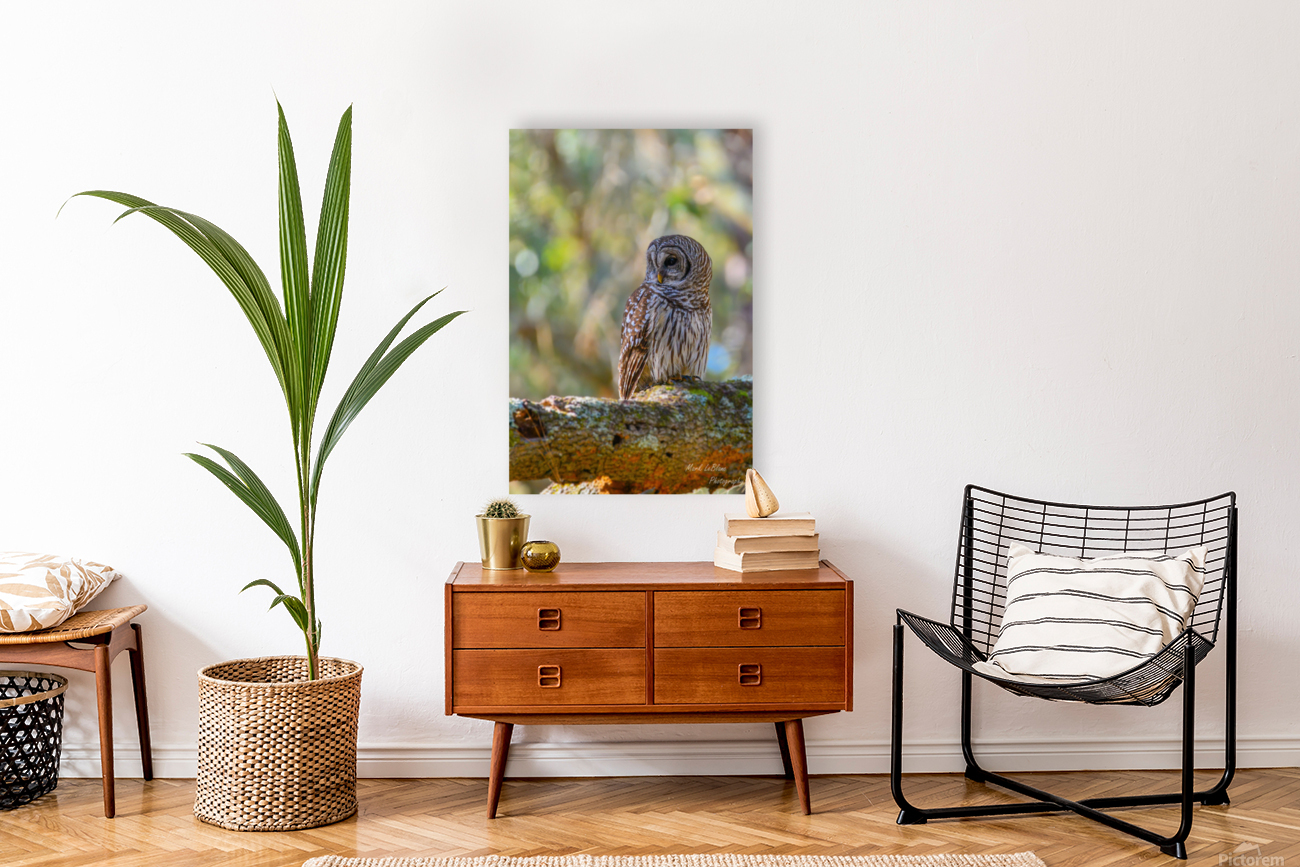 The Owl Reproduction