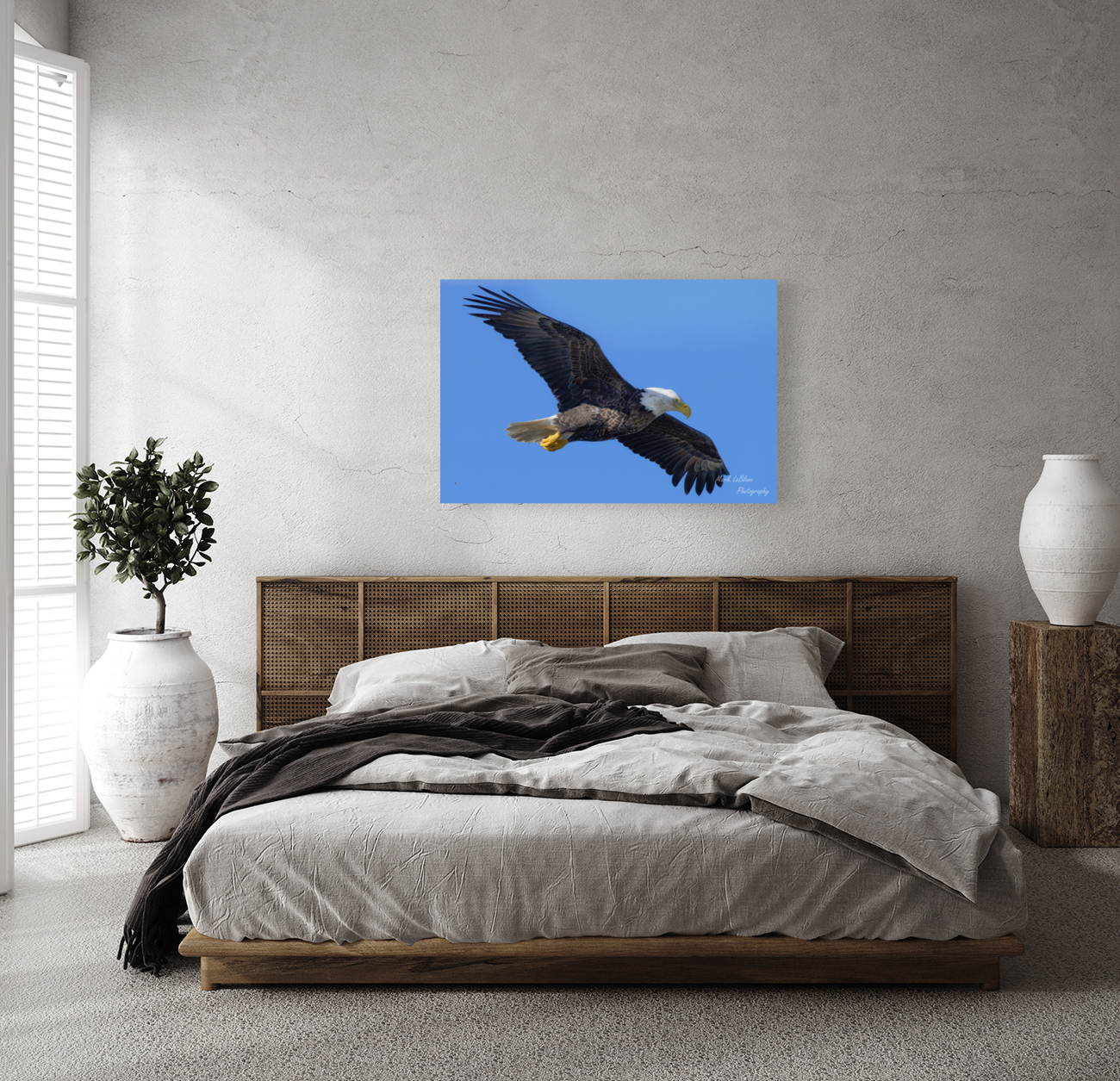 Bald Eagle Reproduction