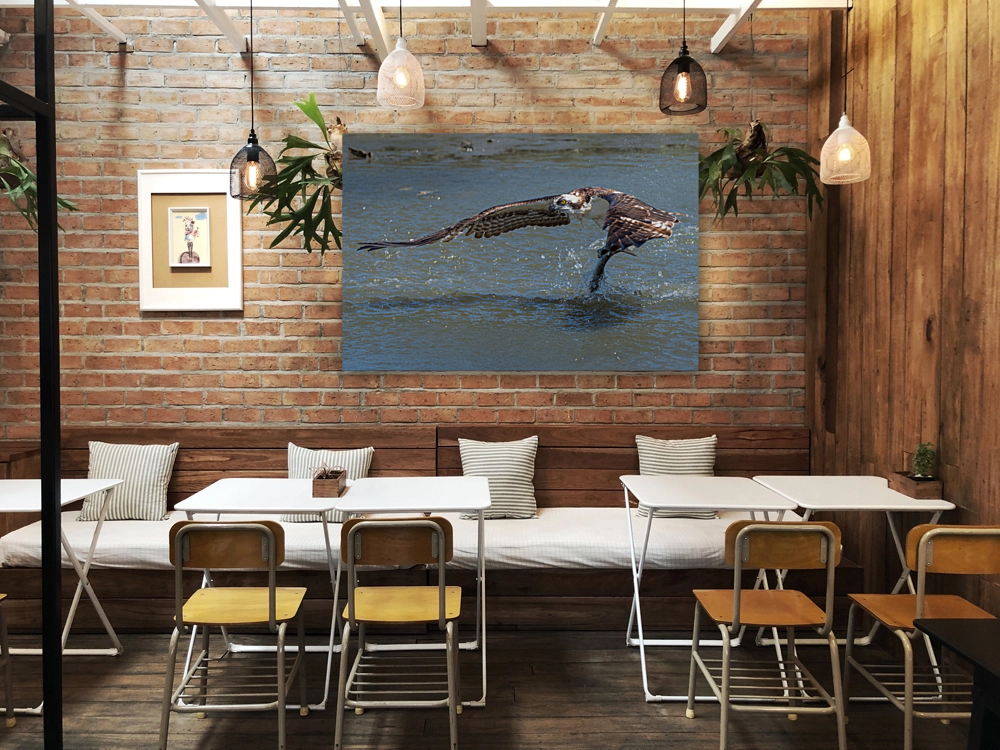 The Catch Reproduction